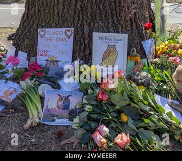 NEW YORK, NEW York – 25 février 2024 : hommages à Flaco le hibou sont vus dans un mémorial de fortune à Central Park. Banque D'Images