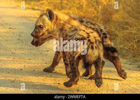 Deux hyènes tachetées espèce Crocuta crocuta, jouant le long de la route de terre dans le parc national Kruger, Afrique du Sud. Iena ridens ou Hyena maculata en plein air. Banque D'Images