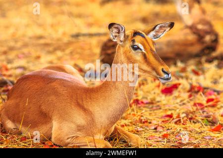 Femelle Impala, Aepyceros melampus, l'antilope la plus commune, se reposant au coucher du soleil dans le parc national Kruger, en Afrique du Sud. Vue latérale en arrière-plan flou. Banque D'Images