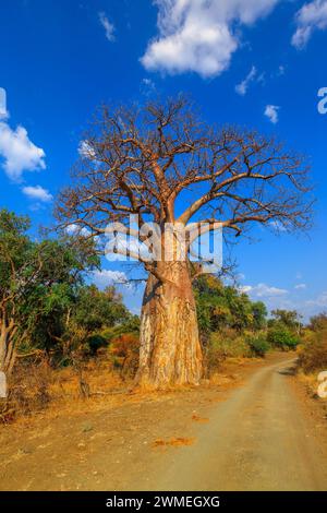 Baobab vertical de la réserve naturelle de Musina en saison sèche, l'une des plus grandes collections de baobabs en Afrique du Sud. Game Drive dans Limpopo jeu et Banque D'Images