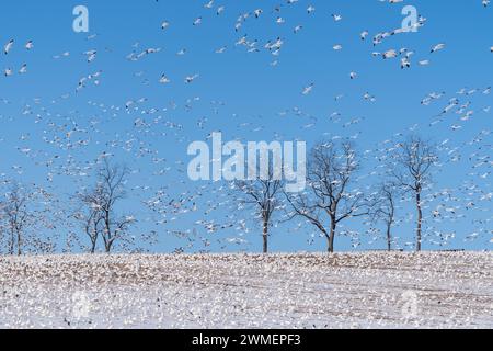 Troupeau d'oies des neiges (Anser caerulescens) sur la migration printanière les terres du Nord sur les champs de maïs dans la Pennsylvanie rurale Banque D'Images