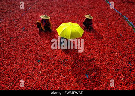 Raiganj, Inde. 18 février 2024. Les travailleuses transforment et sèchent les piments rouges sous le soleil près de Raignaj, au Bengale occidental. Chaque jour, ces travailleuses gagnent environ 2 dollars (INR 150) pour travailler 8 heures par jour. Le travail est l'une des principales sources de revenus pour leurs familles pendant la session d'été. (Crédit image : © Avishek Das/SOPA images via ZUMA Press Wire) USAGE ÉDITORIAL SEULEMENT! Non destiné à UN USAGE commercial ! Banque D'Images