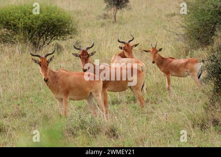 Le coke hartebeest (Alcelaphus buselaphus cokii) dans son habitat naturel, Parc national de Nairobi, Kenya Banque D'Images