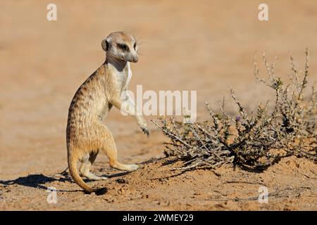 Alerte suricate (Suricata suricatta) dans son habitat naturel, désert du Kalahari, Afrique du Sud Banque D'Images