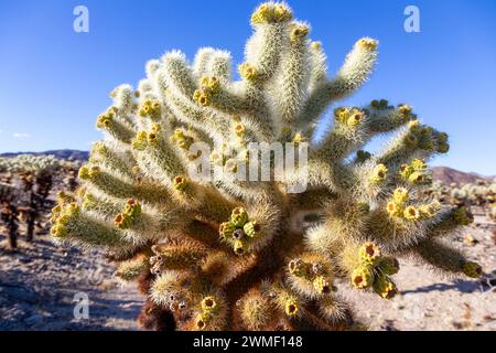Cholla Cactus (Cylindropuntia sanfelipensis) Patch de plantes de jardin gros plan Macro View. Pinto Basin Mojave Desert, Joshua Tree National ParkCalifornia US Banque D'Images