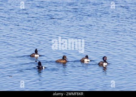 Troupeau de canards touffetés nageant dans un lac Banque D'Images
