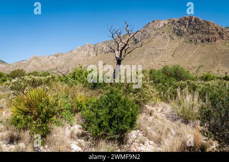 Burnt Dead Tree dans le parc national des montagnes Guadalupe dans l'ouest du Texas, États-Unis Banque D'Images