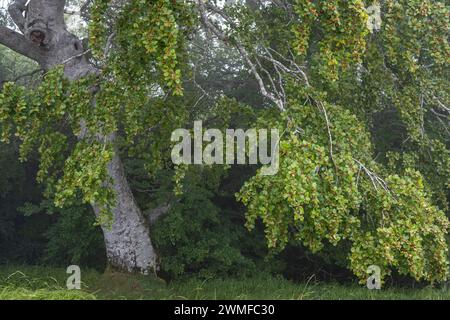 Hêtres, fruit du hêtre, Sierra de Aralar, Navarre, espagne Banque D'Images