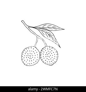 Branche de Lychee dessinée à la main. Illustration vectorielle de fruits tropicaux isolée sur fond blanc. Nourriture biologique dans le style doodle. Illustration de Vecteur