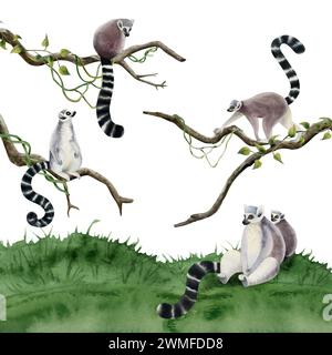 Animaux de lémuriens sur les branches et illustration d'aquarelle de scène d'herbe. Singes réalistes de la jungle de Madagascar Banque D'Images