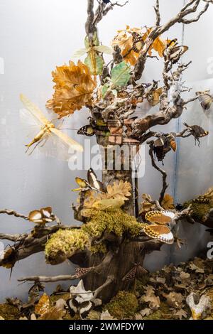 Salle d'entomologie, Museo Comarcal de Molina de Aragón, Guadalajara, Espagne Banque D'Images