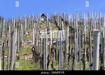 Vignoble au printemps - pentes arides en forme de terrasses avec des rangées de piquets et de vignes, photographiées sous le soleil du soir. Banque D'Images