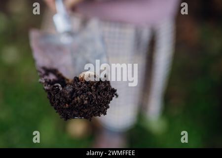 Gros plan de larve de mai coléoptère sur la pelle. Larve de Cockchafer dans le sol, dans le jardin. Banque D'Images