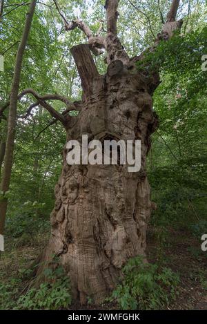 Chêne mort (Quercus), 400 ans, 7,4 m de circonférence, debout dans une forêt mixte, Mecklembourg-Poméranie occidentale, Allemagne Banque D'Images