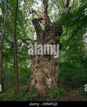 Chêne mort (Quercus), 400 ans, 7,4 m de circonférence, debout dans une forêt mixte, Mecklembourg-Poméranie occidentale, Allemagne Banque D'Images