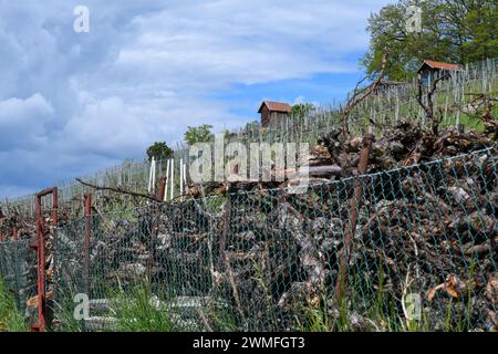 Vignoble sur une pente au printemps. Une pile de vieilles vignes, le vignoble en arrière-plan. Long plan avec des nuages de pluie dans le ciel. Banque D'Images