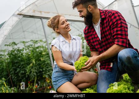 Heureux couple de famille de récolte de légumes de serre biologique fermier à vendre aux magasins locaux. Banque D'Images