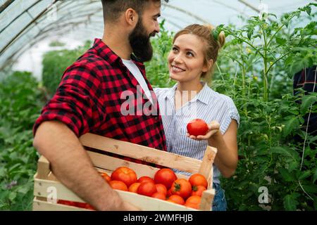 Famille de ferme réussie, couple engagé dans la culture de légumes biologiques en serre, tomate Banque D'Images