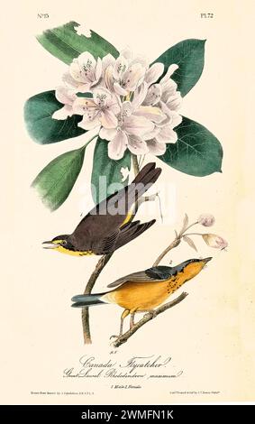 Illustration ancienne gravée de la mouche du Canada (Cardellina canadensis). Créé par J.J. Audubon : Birds of America, Philadelphie, 1840. Banque D'Images