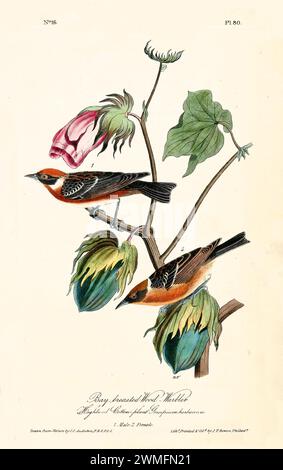 Ancienne illustration gravée de la paruline des bois à poitrine de baie (Setophaga castanea). Créé par J.J. Audubon : Birds of America, Philadelphie, 1840. Banque D'Images