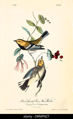 Ancienne illustration gravée de la paruline verte à gorge noire (Setophaga virens). Créé par J.J. Audubon : Birds of America, Philadelphie, 1840. Banque D'Images