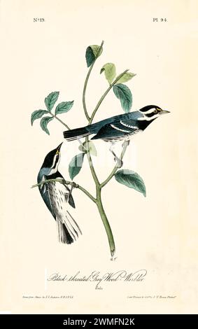 Ancienne illustration gravée d'une parulle grise à gorge noire (Setophaga nigrescens). Créé par J.J. Audubon : Birds of America, Philadelphie, 1840. Banque D'Images