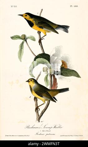 Bachman’s Swamp-Warbler mâle et femelle perchoir sur Gordonia en fleurs, créant un flux gracieux en forme de S. Par J.J. Audubon : Birds of America, 1840 Banque D'Images