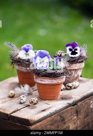 Nature morte de fleurs bleues, blanches et violettes de pensées de jardin dans de vieux pots en terre cuite vintage décorés d'œufs de caille et de plumes. Concept floristique. Banque D'Images