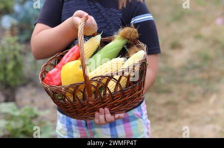 Fille fermière tenant un panier en bois plein de légumes crus frais. (maïs, tomate, poivre) dans les mains. Agro-industrie moderne. Concept de biologique, bio pr Banque D'Images