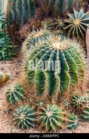 Baril de cactus dans un lit de jardin au Flower Dome, Gardens by the Bay, Singapour Banque D'Images