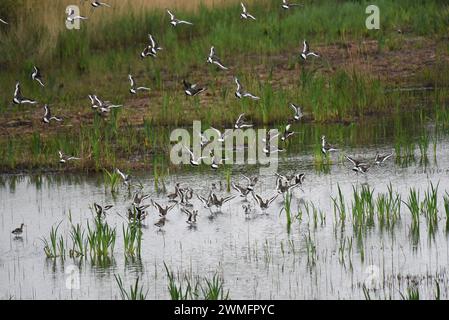 Godwit à queue noire (Limosa limosa) volant d'une piscine Banque D'Images