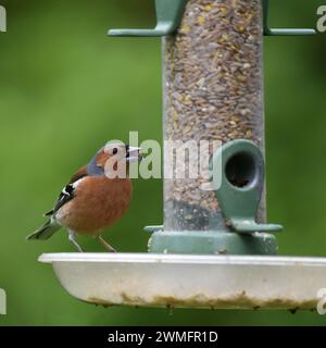 Chaffinch (Fringilla coelebs) mangeant des graines d'une mangeoire d'oiseaux Banque D'Images