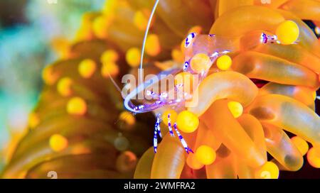Crevette anémone Sravasti, Ancylomenes sarasvati, Periclimenes sarasvati, Bubble Coral, Plerogyra sinuosa, coraux de corail, récif de corail, Lembeh, Nor Banque D'Images
