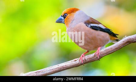 Hawfinch, Coccothraustes occothraustes, forêt méditerranéenne, Castilla y Leon, Espagne, Europe Banque D'Images