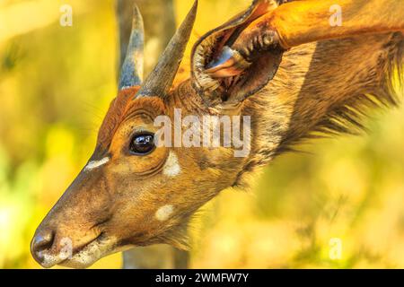 Portrait de vue latérale du jeune mâle Nyala, une espèce d'antilope. Safari en voiture de jeu à Tembe Elephant Park, Afrique du Sud. Espèce Tragelaphus Angasii. Banque D'Images