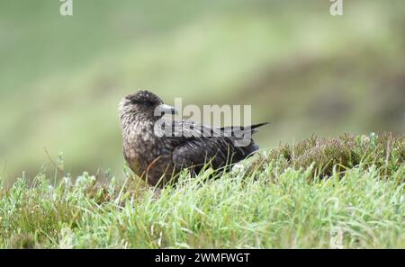 Grand skua (Stercorarius skua) dans son habitat naturel Banque D'Images