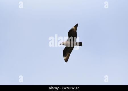 Grand labbe (Stercorarius skua) en vol Banque D'Images