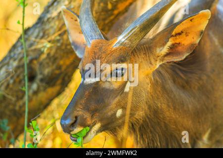 Portrait du jeune mâle Nyala, une espèce d'antilope, mangeant, Tembe Elephant Park, Afrique du Sud. Safari en voiture de jeu. Espèce Tragelaphus Angasii. Côté Banque D'Images