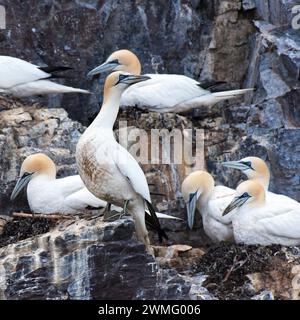 Gannet nordique mâle vigilant et alerte (Morus bassanus) Banque D'Images