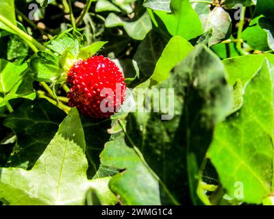 Le fruit écarlate d'une fraise simulée, Potentilla Indica, entouré par le feuillage d'autres plantes dans un jardin boisé Banque D'Images