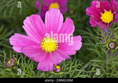 Un gros plan d'une fleur Banque D'Images