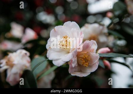 les camélias fleurissent. Kamelienblueten (Camellia). Banque D'Images