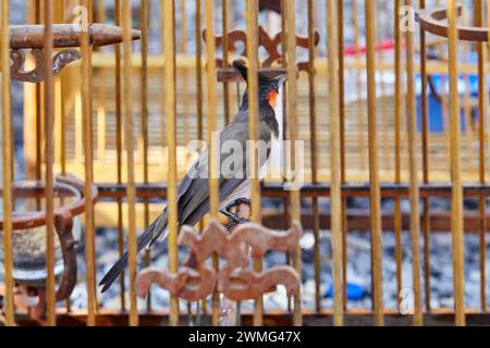 Bulbul à moustache rouge dans une cage à oiseaux Banque D'Images