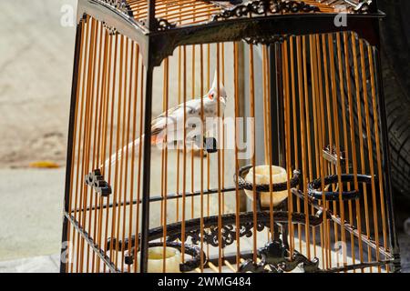 Bulbul à moustache rouge dans une cage à oiseaux Banque D'Images