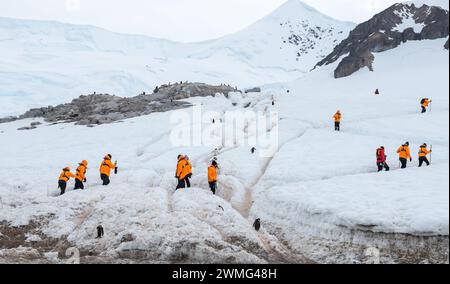 Neko Harbor, Antarctique - 12 janvier 2024 : expédition en Antarctique avec des touristes de croisière marchant parmi les autoroutes des pingouins sur la montagne enneigée dans le port de Neko Banque D'Images