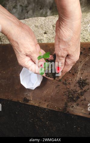 Femme adulte caucasienne Latina faisant une greffe de plante dans un nouveau pot Banque D'Images