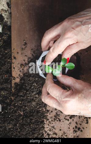 Femme adulte caucasienne Latina faisant une greffe de plante dans un nouveau pot. Banque D'Images