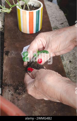 Femme adulte caucasienne Latina faisant une greffe de plante dans un nouveau pot. Banque D'Images