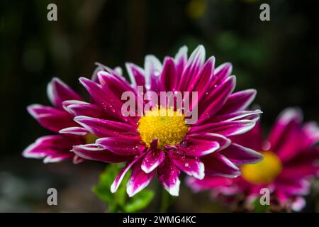 Belles fleurs de chrysanthème rose et blanche, recouvertes de gouttelettes d'eau après une légère pluie Banque D'Images