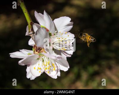 Une abeille à miel, Apis mellifera, volant vers les fleurs blanches d'un amandier, Prunus dulcis. Les amandes sont originaires à l'origine du moyen-Orient et sont sur Banque D'Images